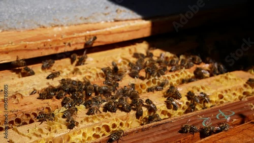 Open beehive in an apiary with bees on wooden frames filled with wax and honey. Close-up of beekeeping process and natural honey production. Concept of agriculture, pollination, and organic food