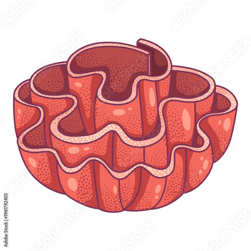 Cartoon illustration of a red cabbage coral featuring wavy, folded layers resembling a lettuce or scroll coral