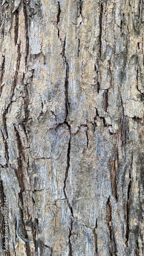 Old tree bark shows deep, rough cracks and weathered texture. Grayish tones contrast with darker fissures. Natural imperfection gives aged, rugged character