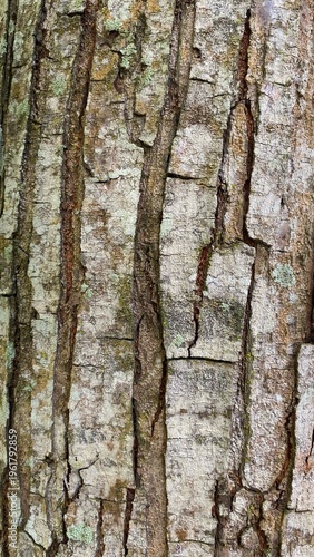 Weathered bark shows deep vertical cracks. Textured surface reveals age and natural wear. Earth tones dominate this rustic close-up. Ideal for nature, forestry, or organic design projects