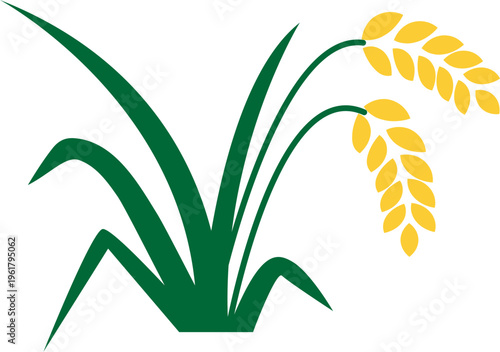 노랗게 잘 익은 벼이삭