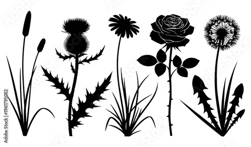 Vector silhouette flowers and plants set black thistle rose daisy dandelion