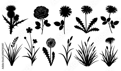 Black silhouette flowers and plants vector thistle rose daisy dandelion grass