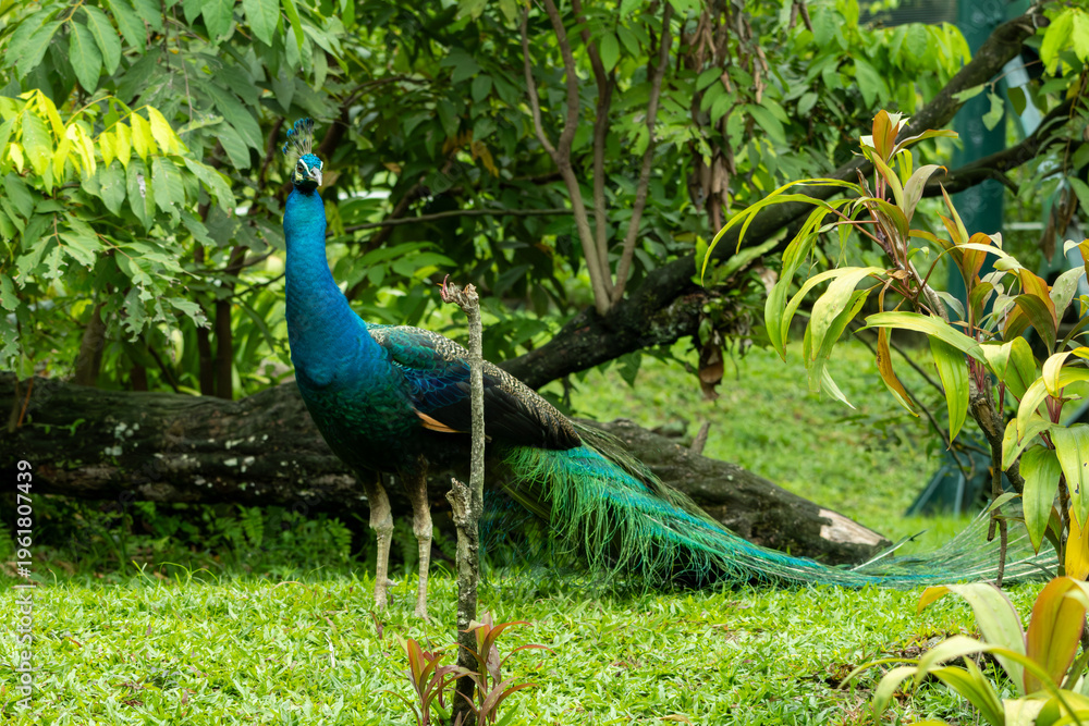 Obraz premium Peacock standing on grass with long tail in natural environment