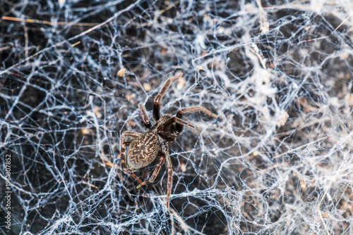 A New Zealand orb‑weaver spider sits at the center of a dense, chaotic web woven across a shaded surface