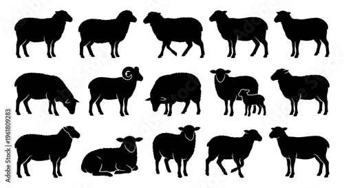 Black sheep silhouettes vector set. Standing grazing walking lying down and mother lamb poses. Solid black minimal animal icons for agriculture farming and rural design projects.
