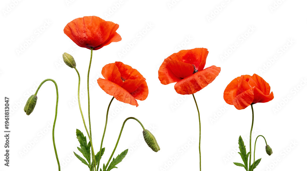 Obraz premium Vibrant red poppy flowers in full bloom with fresh green buds, adorned with delicate water droplets.