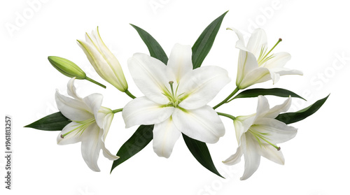 Photos Beautiful white lily flowers and green leaves arranged elegantly, isolated on a transparent background