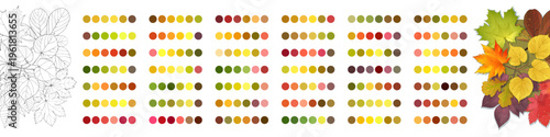 Giant autumn leaves color palette collection, fall coloring page and samples.
