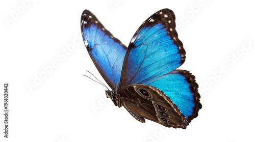 Photos Vibrant blue morpho butterfly with open iridescent wings, isolated on a transparent background
