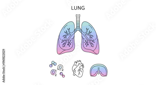Human Lung Anatomy Medical Illustration.
