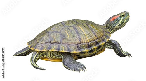Foto Detailed photograph of a vibrant red-eared slider turtle, isolated on a transparent background