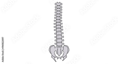 Human spine and pelvis anatomy.