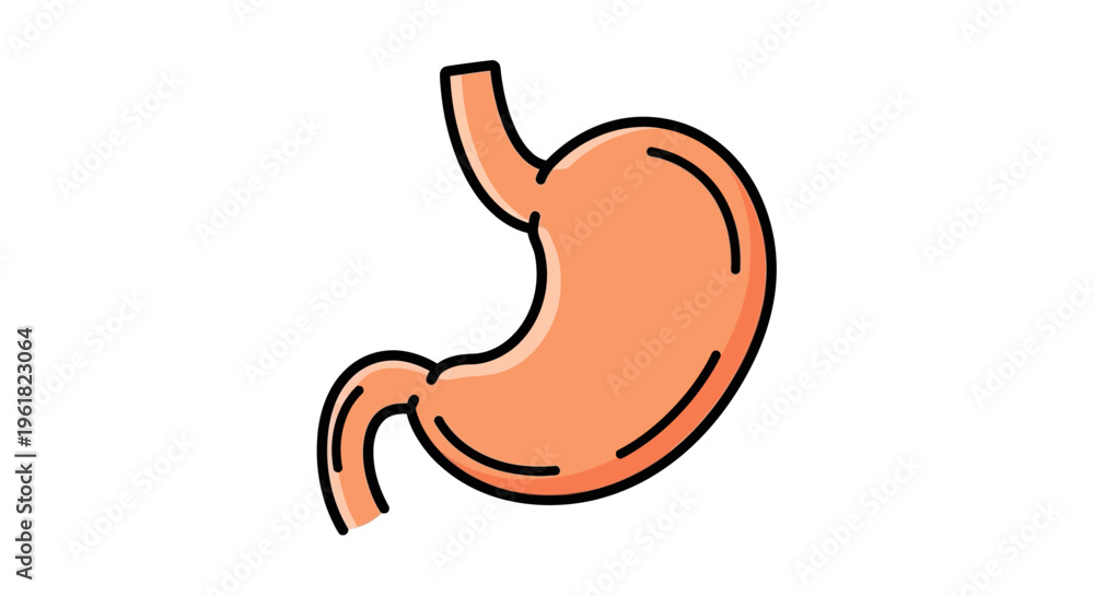 Obraz premium Human Stomach Organ Illustration.