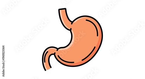 Human Stomach Organ Illustration.