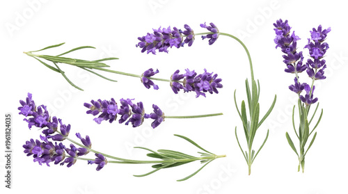 Foto Fresh lavender blossoms and green sprigs, beautifully arranged and isolated on a transparent background