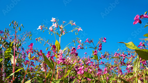Φωτογραφία Pink-flowering Himalayan balsam