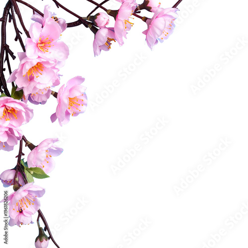 Cherry blossoms bloom beautifully in spring, standing out with their pink petals and blossoming branches.