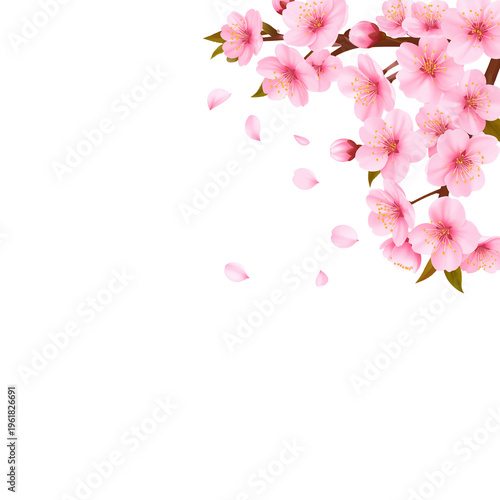 Cherry blossoms bloom beautifully in spring, standing out with their pink petals and blossoming branches.
