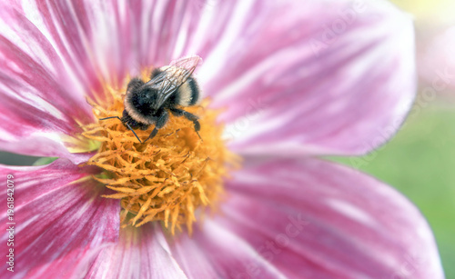 close up on bumblebee foraging the yellow heart of a dahlia flower with pink ...