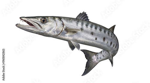 Photograph of a great barracuda, a sleek and formidable marine predator, isolated on a transparent background.