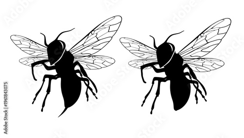 Vespa mandarinia, black isolated silhouette