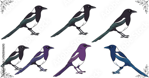 Oriental magpie robin bird vector set collection featuring various colorful poses and hand drawn sketch illustrations isolated on white background for nature and wildlife design