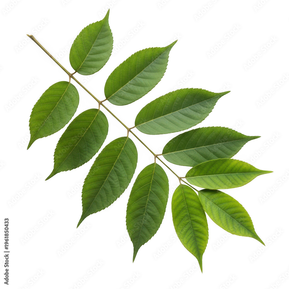 Naklejka premium A branch with several green leaves isolated on transparent background