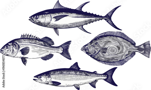 Fresh raw seafood set featuring isolated silver fish like salmon, mackerel, and bream with fins and tails on a white background