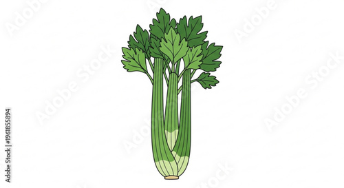 Fresh celery stalks with green leaves on white background healthy food ingredient for cooking and nutrition
