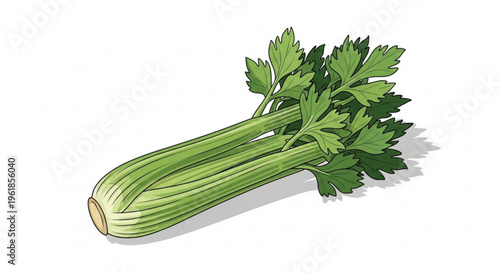 Fresh celery stalk with green leaves on white background healthy food ingredient for cooking and nutrition
