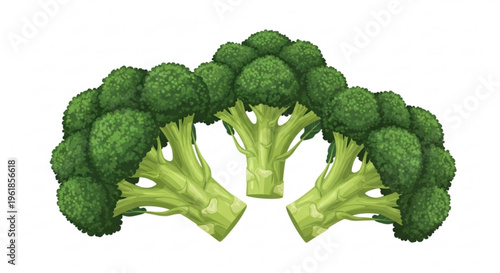 Fresh green broccoli florets arranged in a semicircle on a white background healthy food concept