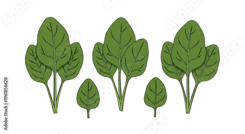 Fresh green spinach leaves arranged in a row on white background for healthy eating and nutrition concepts