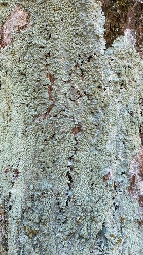 Fuzzy lichen clings to weathered bark. Soft green tones cover rough tree surface. Fine texture shows nature's slow, creeping growth. Lichen blends with bark, hiding subtle cracks