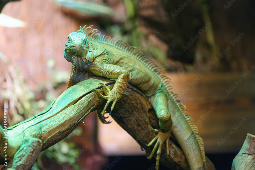 Fototapeta premium Iguana calmly resting in a rainforest setting
