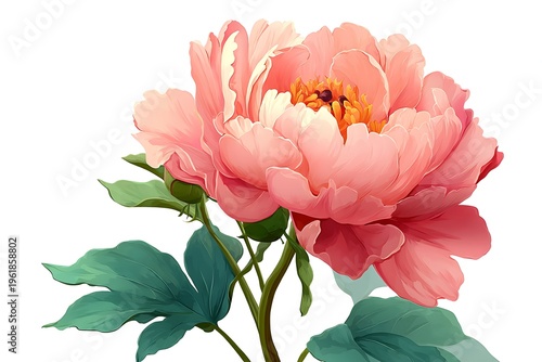 Beautiful blooming pink peony flower with green leaves isolated on white background, botanical clip art
