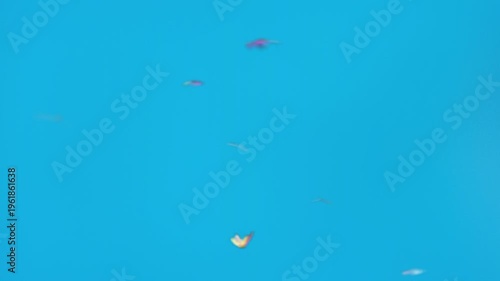 Group of multicolored butterflies flying transition on blue screen