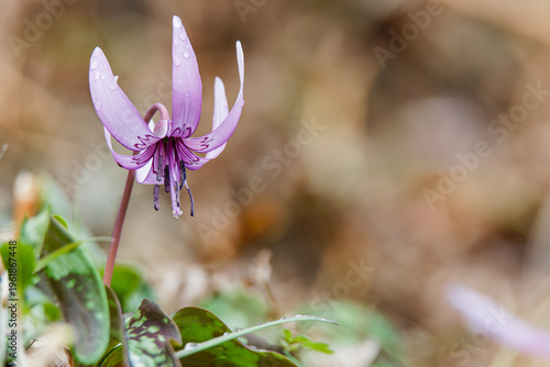 春の妖精 カタクリの花02 2026