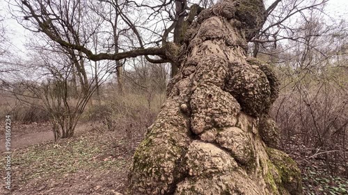An old tree with large growths (burl or burr) on its trunk