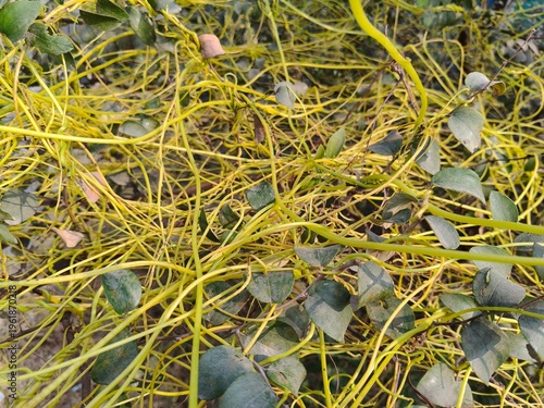 Close up shot of dodder yellow grass.