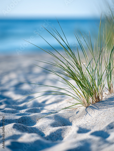 Green beach grass growing in soft sand dunes with a blurred blue ocean background.