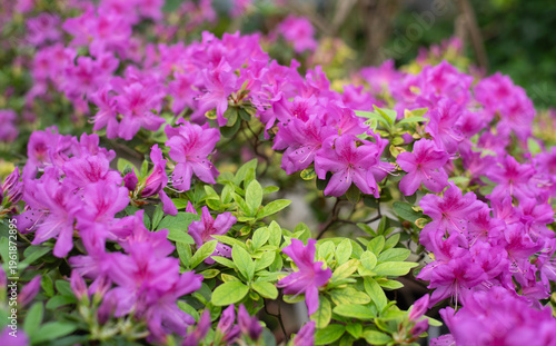 Flowering bright pink azalea, genus rhododendron. Wallpaper. Space for text. High quality photo