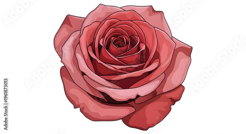 rose, red, flower, floral, blossom, bloom, botanical, illustration, vector, petal, romantic, love, valentine, wedding, nature, plant, garden, isolated, white background, beauty, elegant, art, drawing,