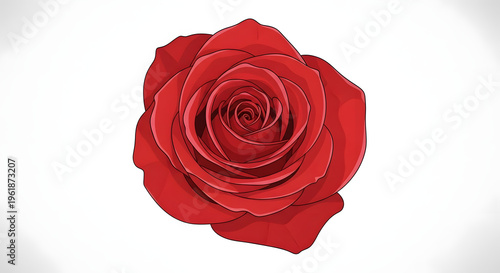 Red rose flower illustration, blooming floral head with layered petals, romantic botanical element on white background, elegant garden blossom