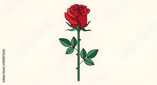 Vibrant red rose flower head, blooming scarlet blossom on white background, romantic floral element for wedding invitations and greeting cards