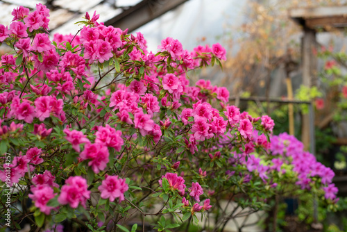 Flowering bright pink azalea, genus rhododendron. Wallpaper. Space for text. High quality photo