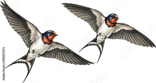 Barn swallow illustration, flying bird artwork, avian species drawing, wildlife vector design, ornithology study, nature art, decorative graphic, flat vector illustration