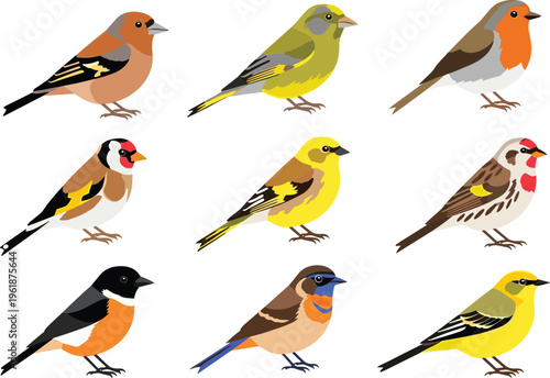 Bird collection illustration, colorful species diversity, ornithology design concept, wildlife identification art, natural plumage symbol, educational nature graphic, flat vector illustration