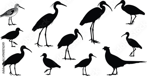 Bird silhouette illustration set, diverse icons including shorebirds, herons, pheasants and detailed feathered species representing avian theme - flat vector illustration