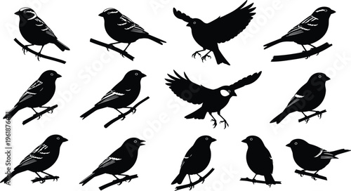 Bird silhouette illustration set, perched and flying birds, black design, wildlife vector artwork, nature drawing, decorative graphic, flat vector illustration